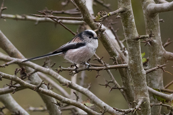 Long-tailed Tit - Pete Saunders.