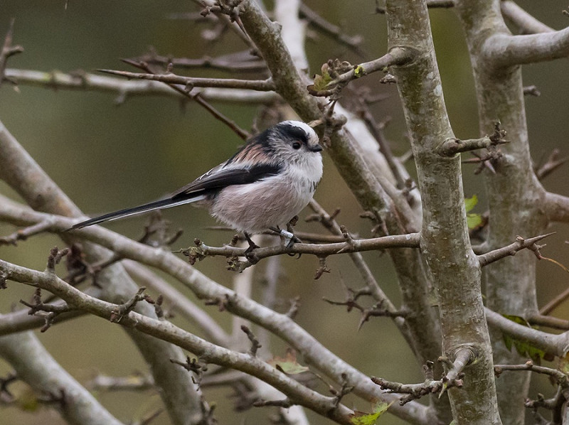 Long-tailed Tit - Pete Saunders.