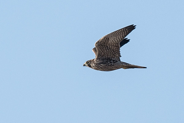 Peregrine - Pete Saunders.