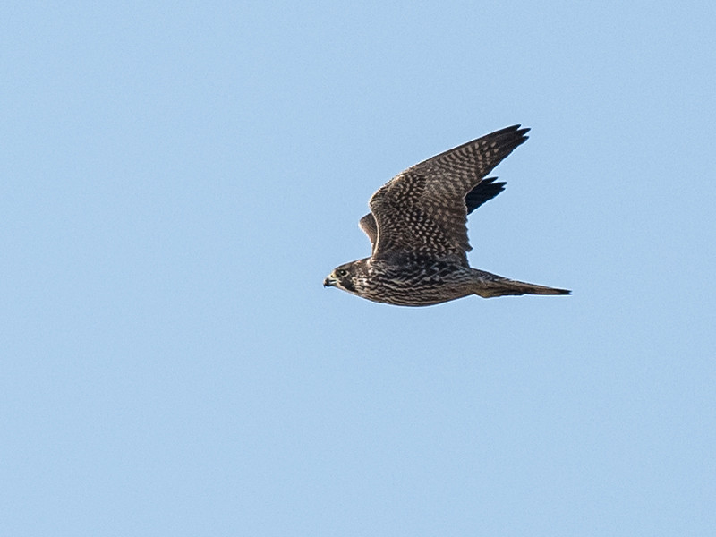 Peregrine - Pete Saunders.