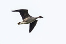 Pink-footed Geese - Pete Saunders.