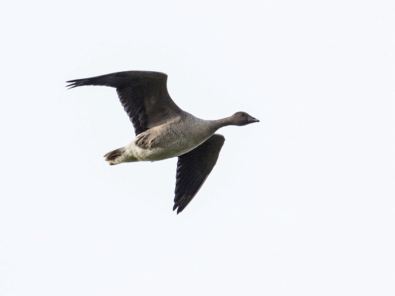 Pink-footed Geese - Pete Saunders.