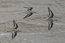 Sanderlings - Pete Saunders.