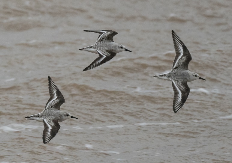 Sanderlings - Pete Saunders.