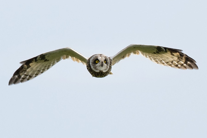 Short-eared Owl - Pete Saunders.