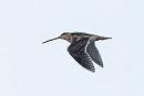 Common Snipe - Pete Saunders.