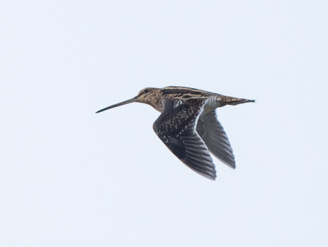 Common Snipe - Pete Saunders.