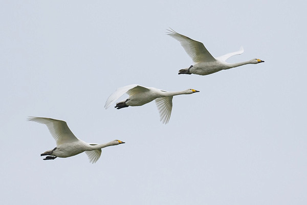 Whooper Swans - Pete Saunders.