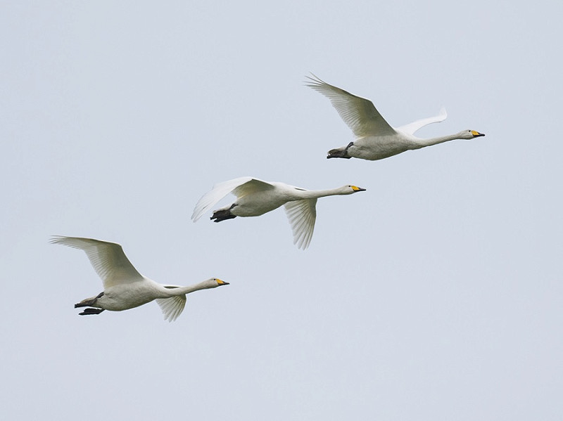 Whooper Swans - Pete Saunders.