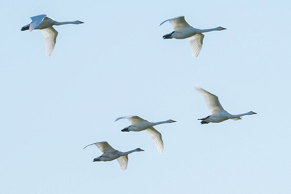 Whooper Swans - Pete Saunders.