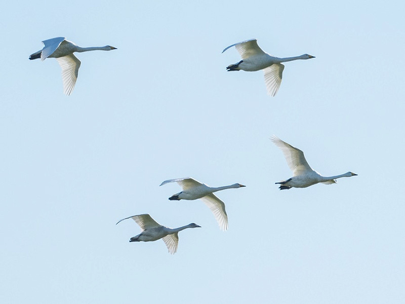 Whooper Swans - Pete Saunders.