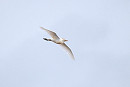 Cattle Egret - Paul Willoughby.