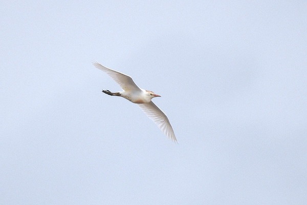 Bird sightings Monday, 08 June 2026