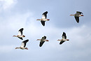 Egyptian Geese - Paul Willoughby.