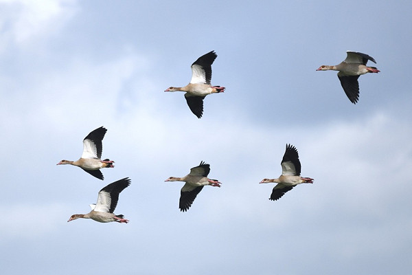 Bird sightings Thursday, 04 June 2026
