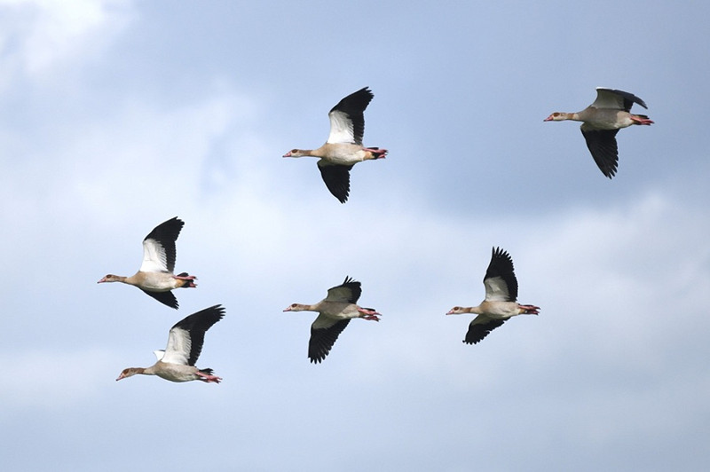 Egyptian Geese - Paul Willoughby.