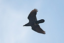 Raven - Paul Willoughby.