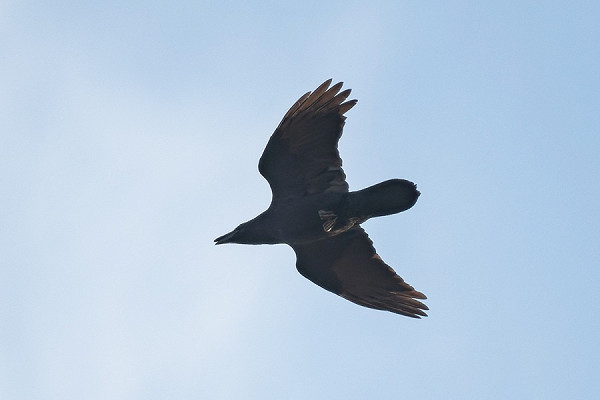Bird sightings Thursday, 25 September 2025