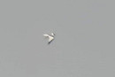 Sabines Gull - Paul Willoughby.