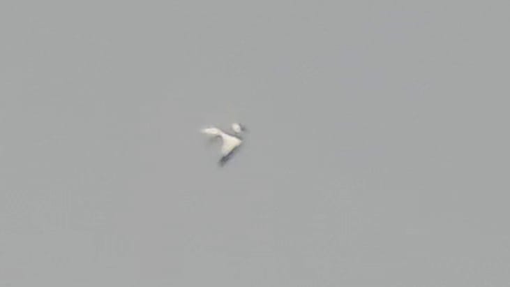 Sabines Gull - Paul Willoughby.