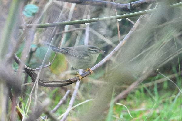 Raddes Warbler - Thomas Willoughby.