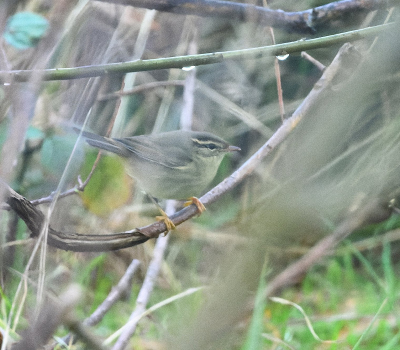 Raddes Warbler - Thomas Willoughby.