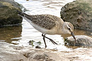 Curlew Sandpiper - Ravi Grewal.