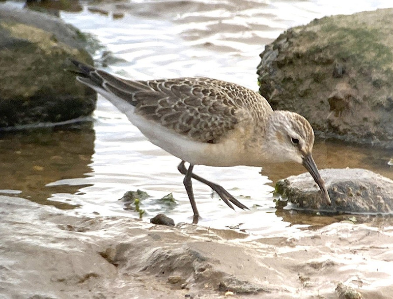 Curlew Sandpiper - Ravi Grewal.