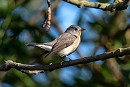 Red-breasted Flycatcher - Matthew Livsey.