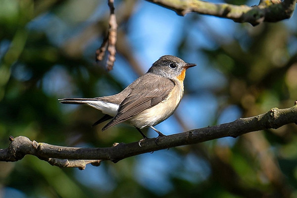 Red-breasted Flycatcher - Matthew Livsey.