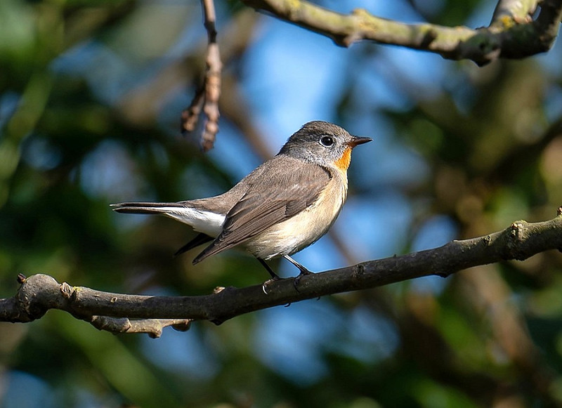 Red-breasted Flycatcher - Matthew Livsey.