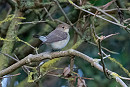 Red-breasted Flycatcher - Bethan Clyne.