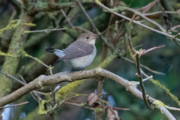 Red-breasted Flycatcher - Bethan Clyne.