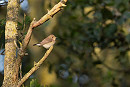 Red-breasted Flycatcher - John Hewitt.