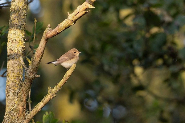 Red-breasted Flycatcher - John Hewitt.