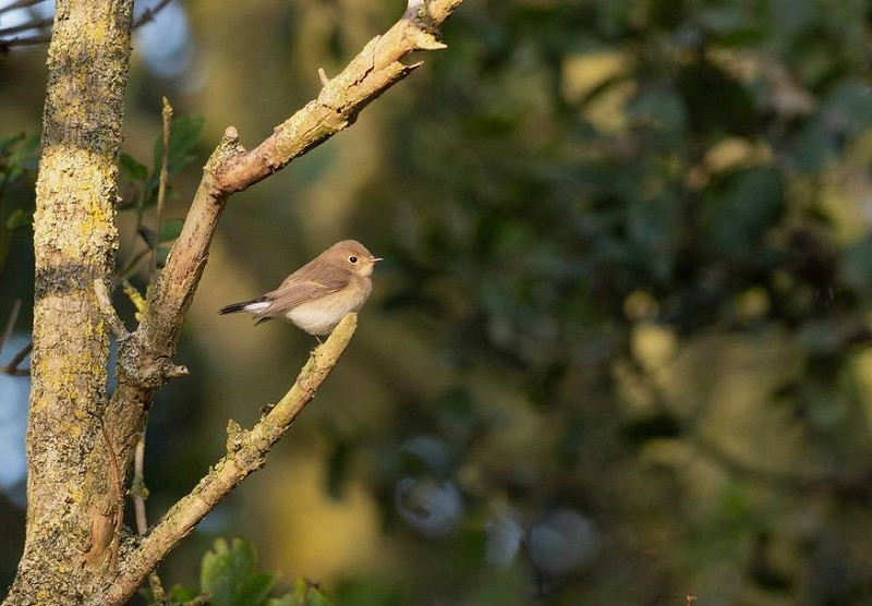 Red-breasted Flycatcher - John Hewitt.