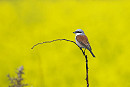 Red-backed Shrike - Thomas Willoughby.