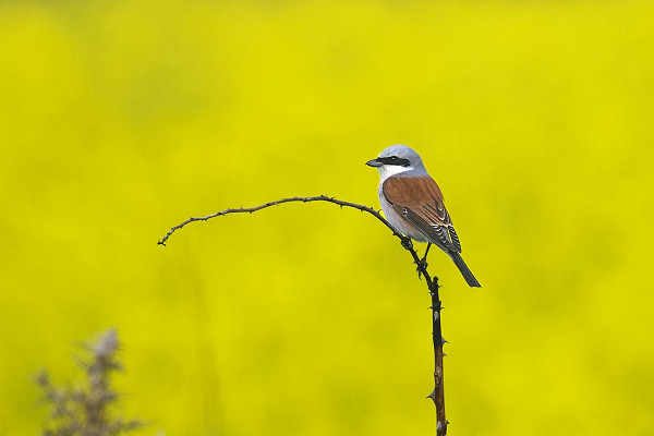 Red-backed Shrike - Thomas Willoughby.