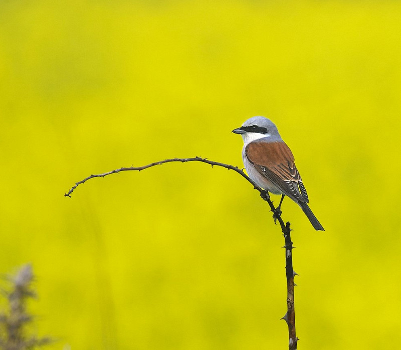 Red-backed Shrike - Thomas Willoughby.