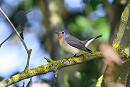 Red-breasted Flycatcher - Thomas Willoughby.