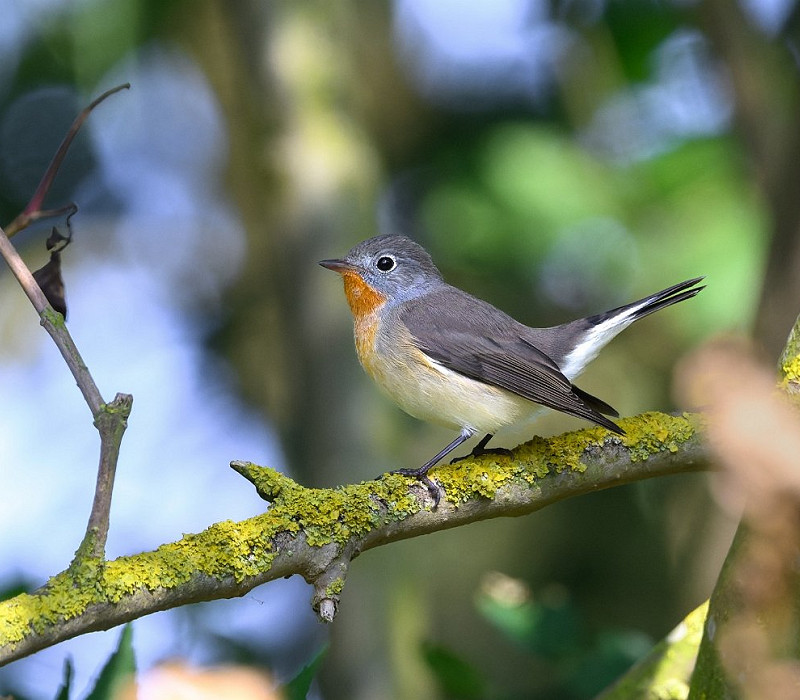 Red-breasted Flycatcher - Thomas Willoughby.