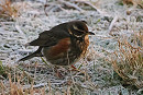 'Icelandic' Redwing - Harry Appleyard.