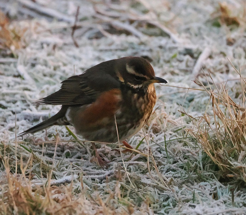 'Icelandic' Redwing - Harry Appleyard.