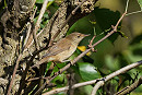 Reed Warbler - Garry Taylor.