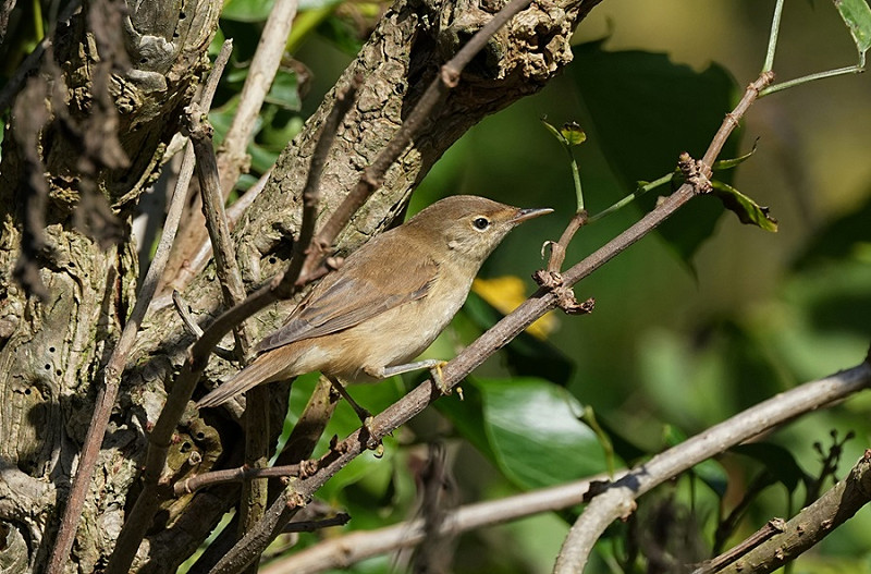 Reed Warbler - Garry Taylor.