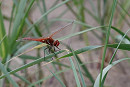 Red-veined Darter - Tasha Noble.