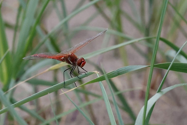 Red-veined Darter - Tasha Noble.