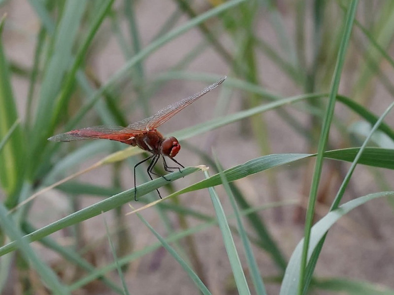 Red-veined Darter - Tasha Noble.