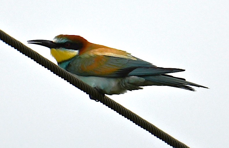 Bee-eater - Roger Hackney.