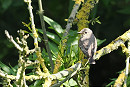 Spotted Flycatcher - Rich Scott.